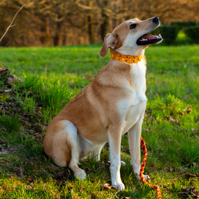 Für Hunde