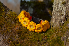 Halsband 'Sonnenblume'