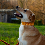 Halsband 'Sonnenblume'