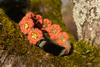 'Rose Blossom' Complete Set
