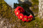 Collar 'Poppy Blossom'
